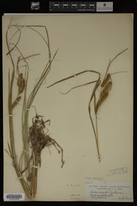 Carex vesicaria image