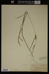Carex vesicaria image