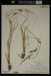 Carex vesicaria image
