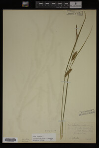 Carex vesicaria image