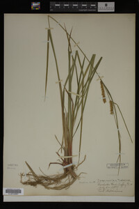 Carex vesicaria image