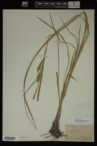 Carex vesicaria image
