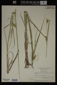Carex vesicaria image