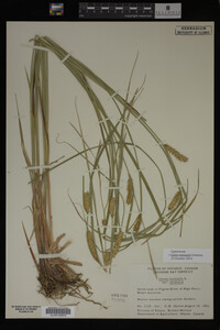 Carex vesicaria image