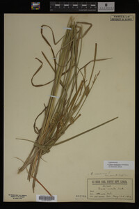 Carex vesicaria image