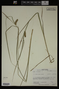 Carex vesicaria image