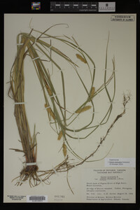 Carex vesicaria image
