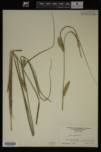 Carex vesicaria image