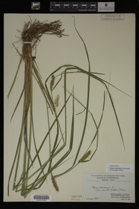 Carex vesicaria image