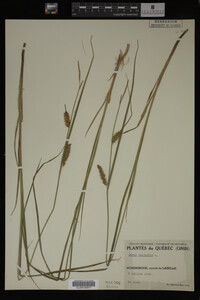 Carex vesicaria image