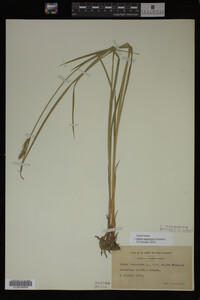 Carex vesicaria image