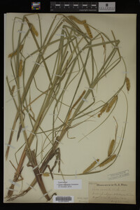 Carex vesicaria image