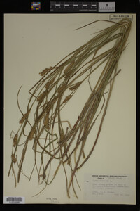 Carex vesicaria image