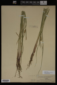 Carex vesicaria image