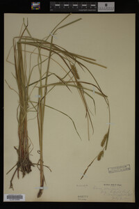 Carex vesicaria image