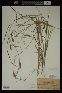 Carex vesicaria image