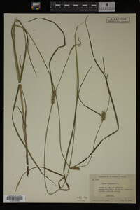 Carex vesicaria image