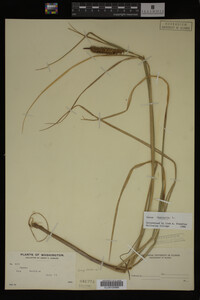 Carex vesicaria image