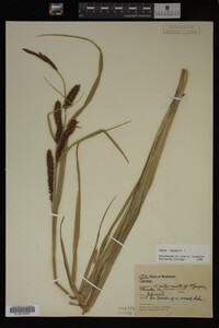 Carex vesicaria image