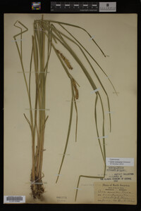 Carex vesicaria image