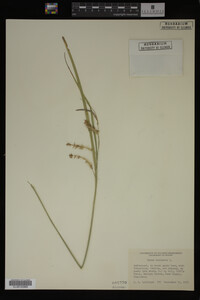 Carex vesicaria image