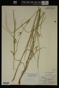 Carex vesicaria image