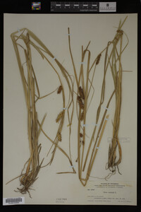 Carex vesicaria image
