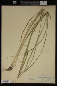 Carex vesicaria image