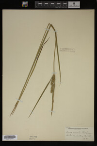 Carex vesicaria image