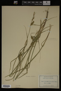 Carex vesicaria image