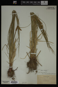 Carex vesicaria image