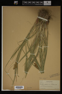 Carex vesicaria image