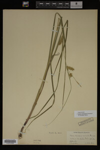 Carex vesicaria image