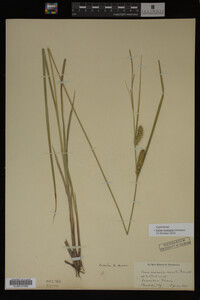 Carex vesicaria image