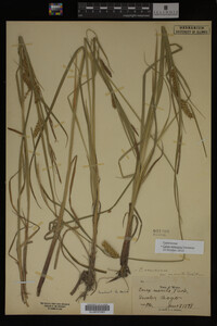 Carex vesicaria image