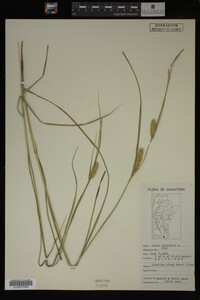 Carex vesicaria image