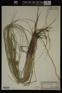Carex vesicaria image