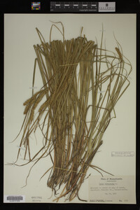 Carex vesicaria image