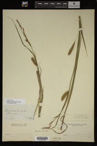 Carex vesicaria image