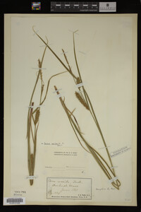 Carex vesicaria image