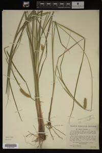 Carex vesicaria image