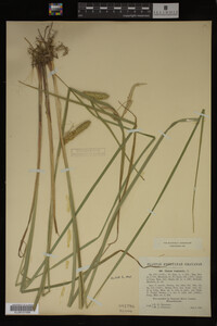 Carex vesicaria image