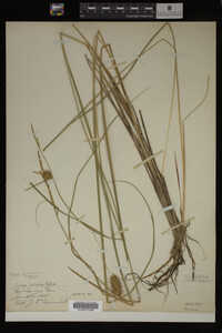 Carex vesicaria image