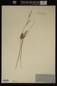 Carex vesicaria image