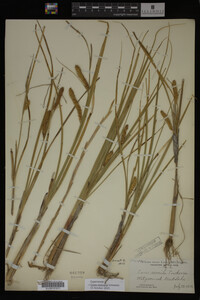 Carex vesicaria image