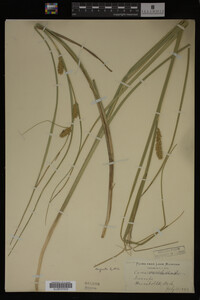 Carex vesicaria image