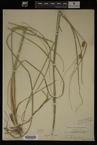Carex vesicaria image