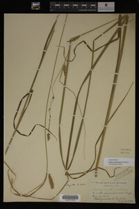 Carex vesicaria image