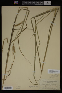 Carex vesicaria image