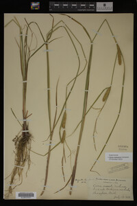 Carex vesicaria image